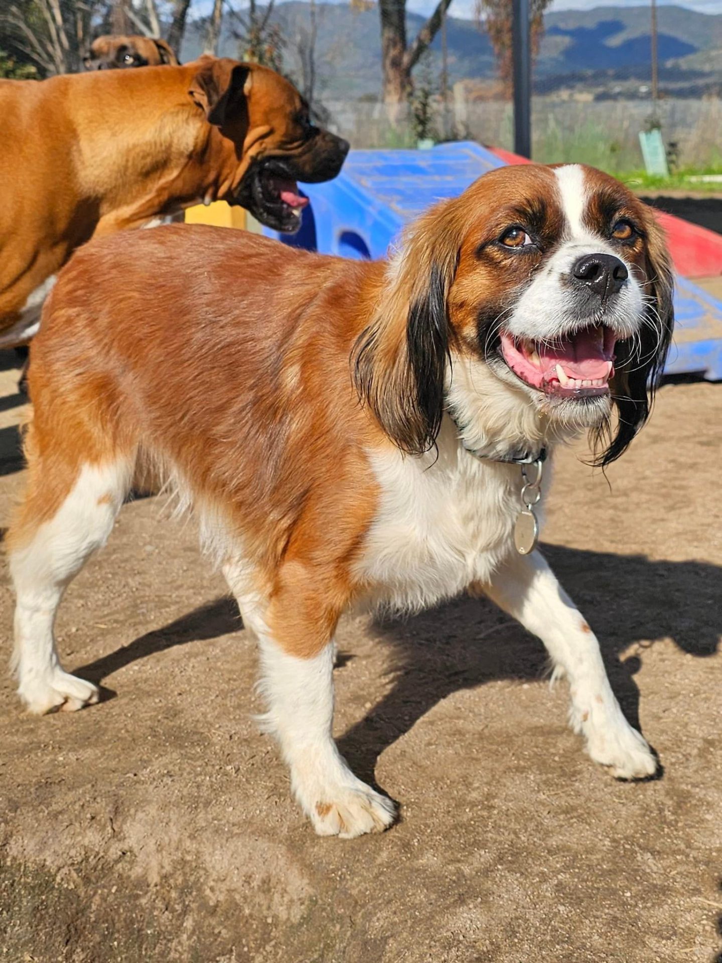 A Fleamail member pet