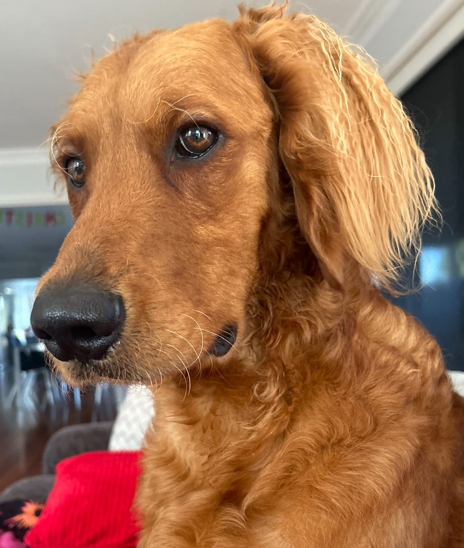 A Fleamail member pet