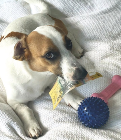 A Fleamail member pet