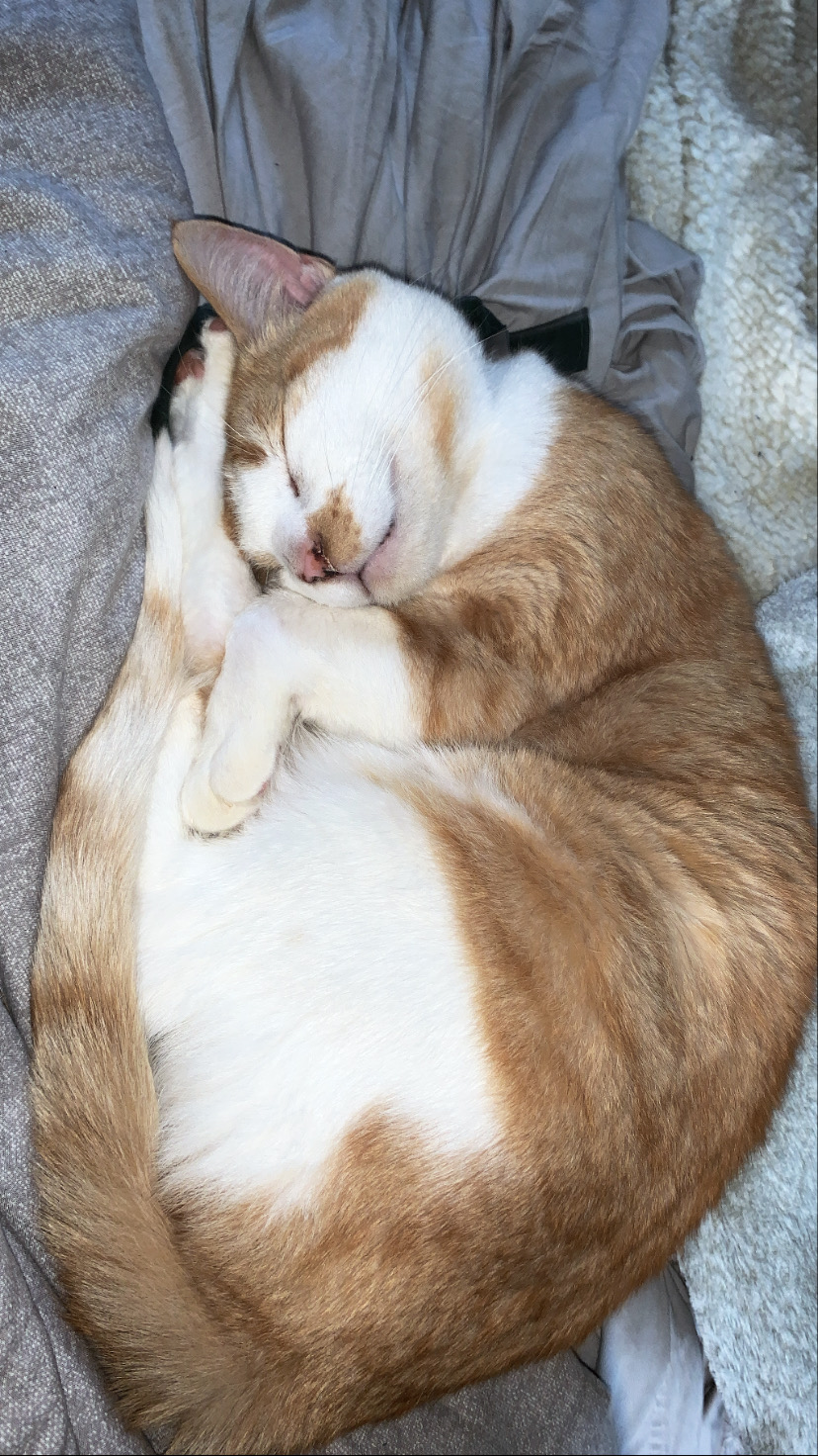A Fleamail member pet